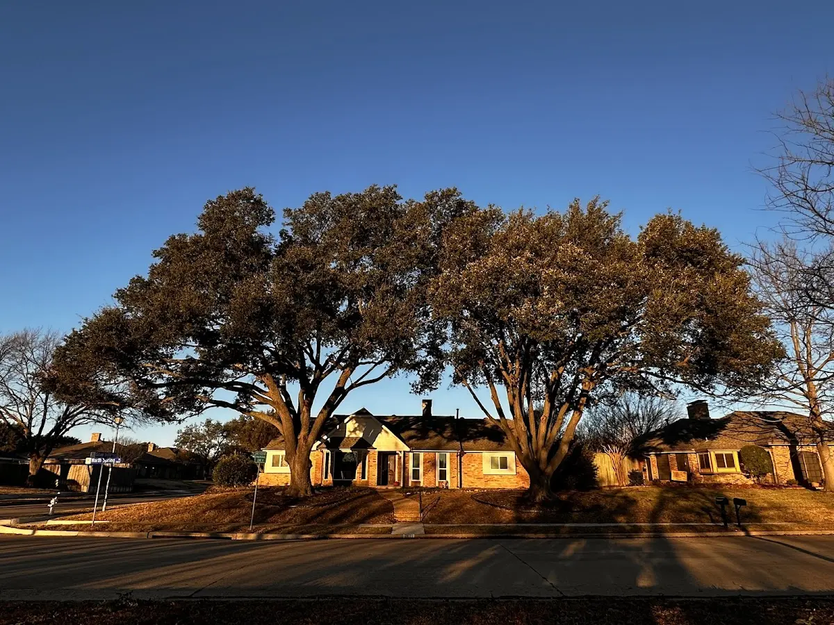 Established residential canopy tree shading a home in Reynolds